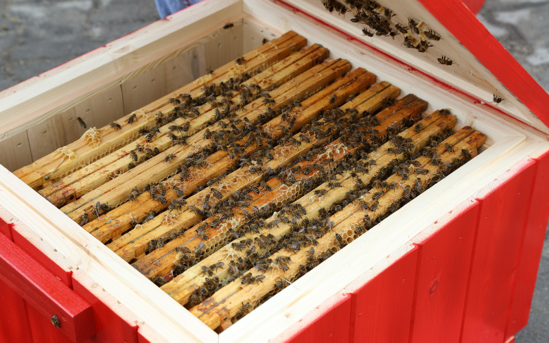 Pszczoły pracują obok pracowników Balex Metal, którzy już niedługo będą pić herbatę z domieszką miodu z firmowej pasieki