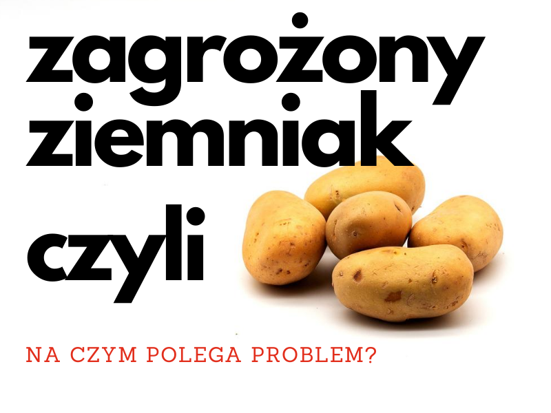 Zagrożony ziemniak, czyli na czym polega problem?
